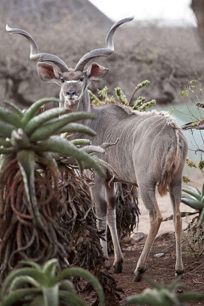 Zululand Safari Lodge Hluhluwe Eksteriør billede